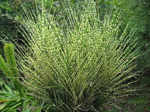 Miskant chiński (Miscanthus sinensis) Gold Bar